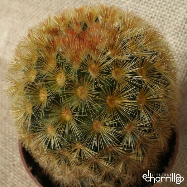 Mammillaria carmenae - Imagen 2