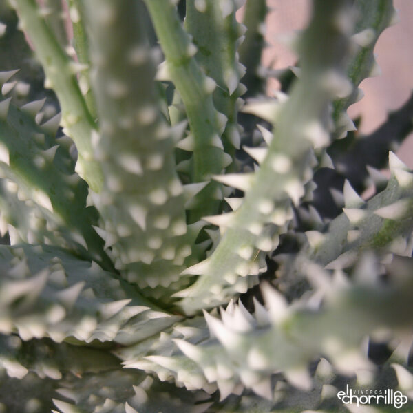 Aloe humilis - Imagen 2