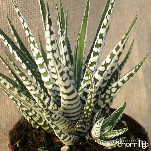 Haworthia fasciata - Imagen 2