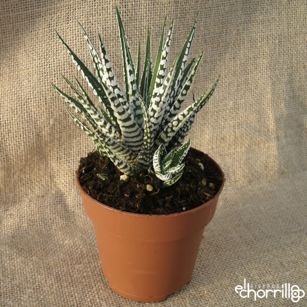 Haworthia fasciata