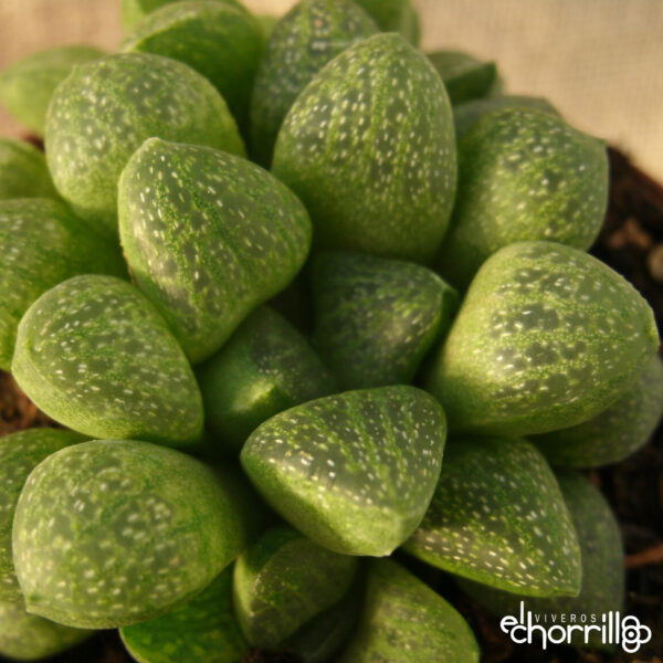 Haworthia turgida - Imagen 2