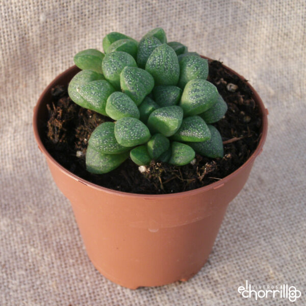 Haworthia turgida