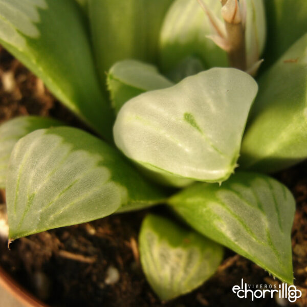 Haworthia mutica ‘Byakuya’ - Imagen 2