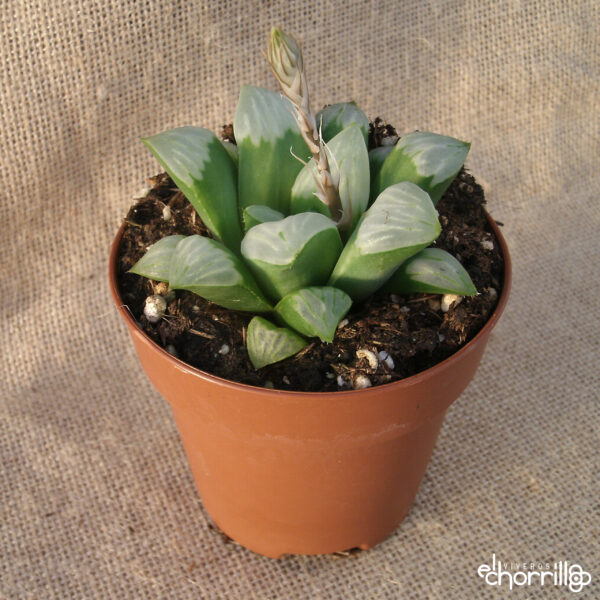 Haworthia mutica ‘Byakuya’