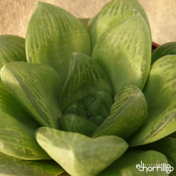 Haworthia cymbiformis - Imagen 2