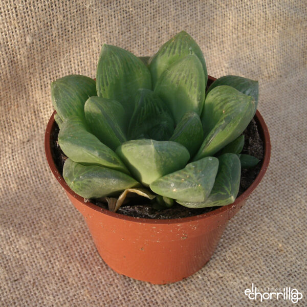 Haworthia cymbiformis