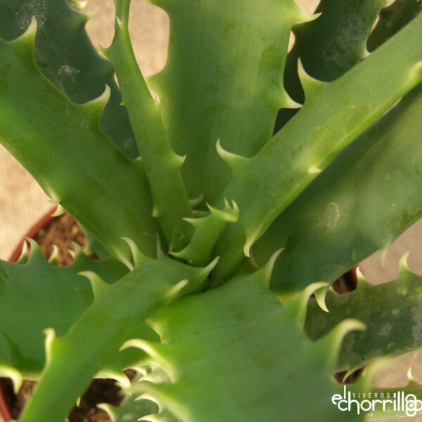 Aloe arborescens - Imagen 2