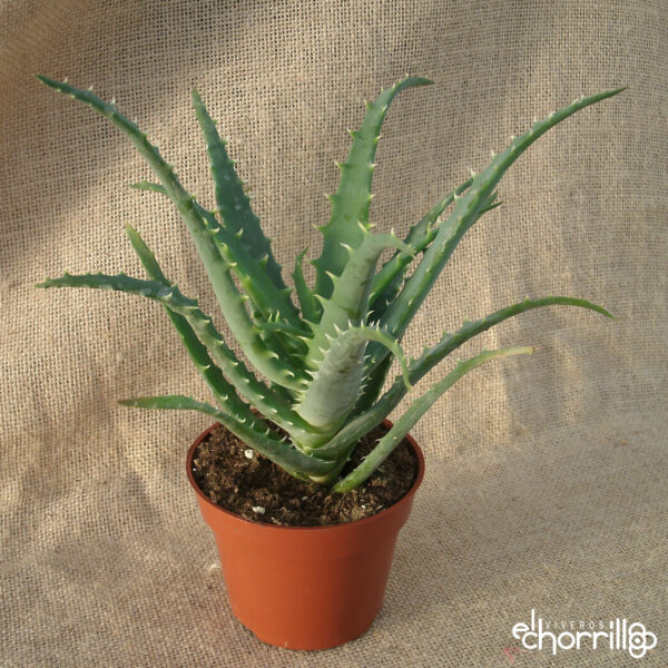 Aloe arborescens