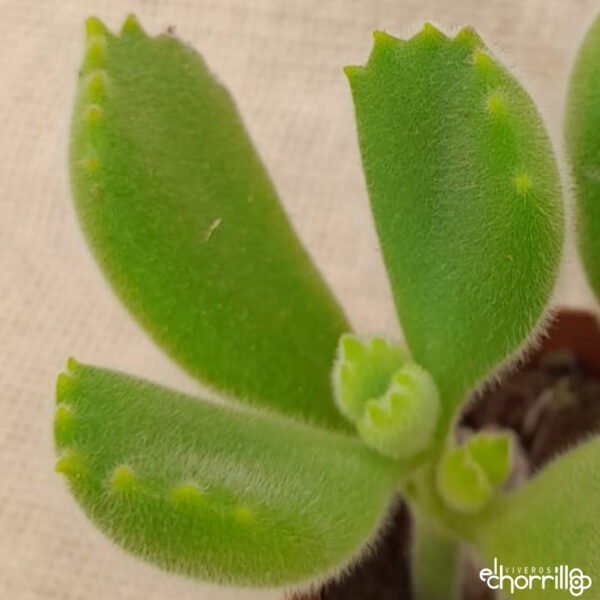 Cotyledon Tomentosa Garrita de oso - Imagen 2