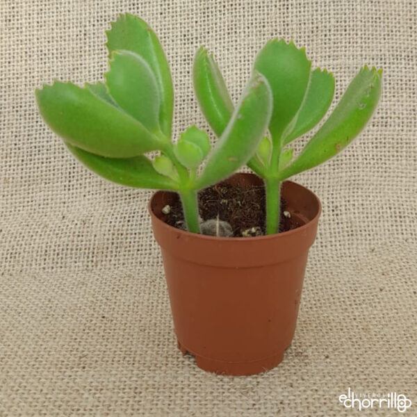 Cotyledon Tomentosa Garrita de oso