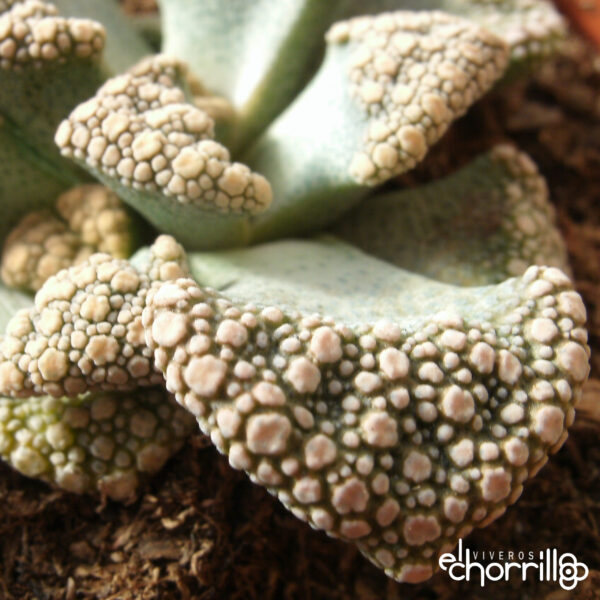 Titanopsis calcarea - Imagen 4