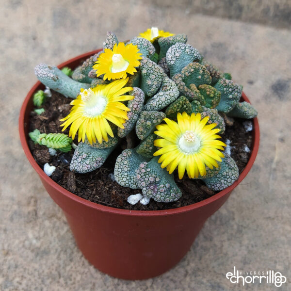 Titanopsis calcarea