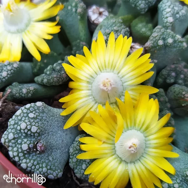 Titanopsis calcarea - Imagen 2