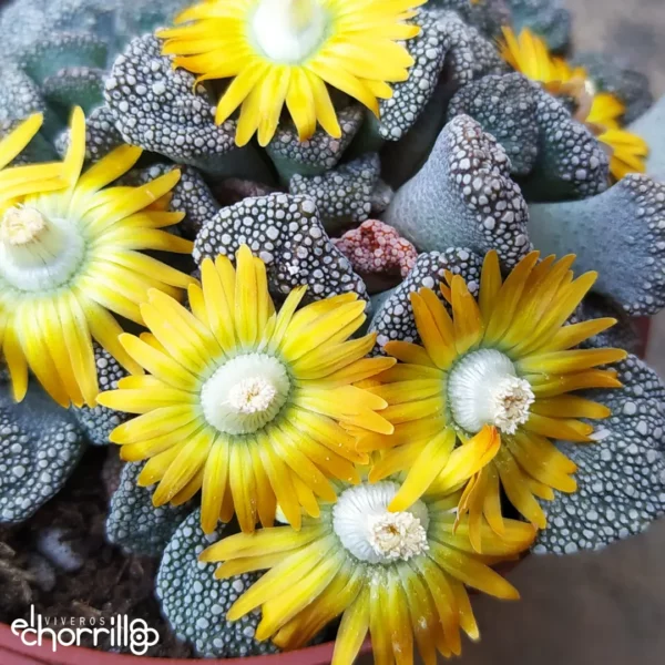 Titanopsis calcarea - Imagen 3