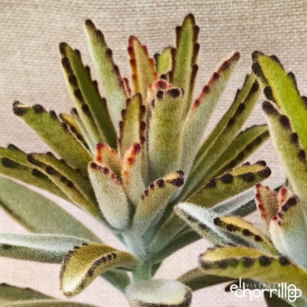 Kalanchoe tomentosa - Imagen 2