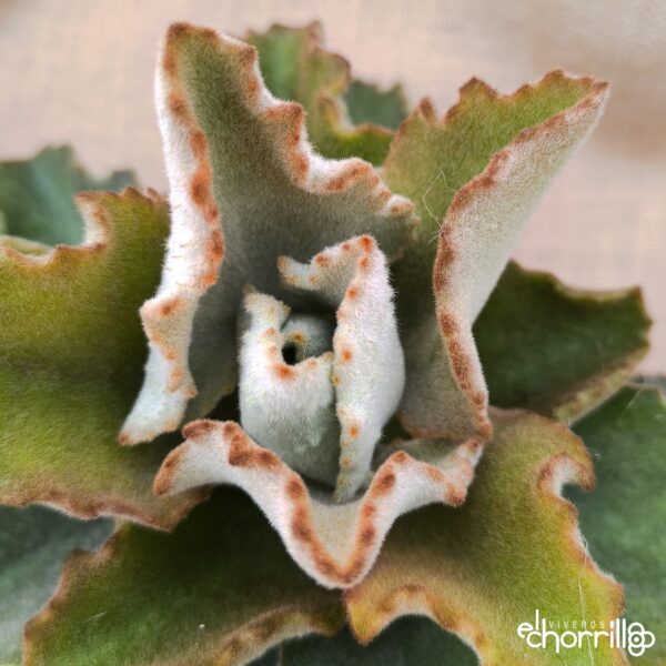 Kalanchoe beharensis - Imagen 2