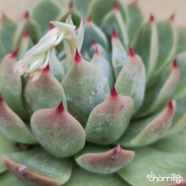 Echeveria chihuahuensis - Imagen 2