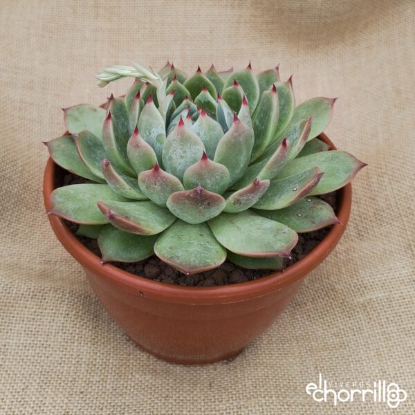 Echeveria chihuahuensis