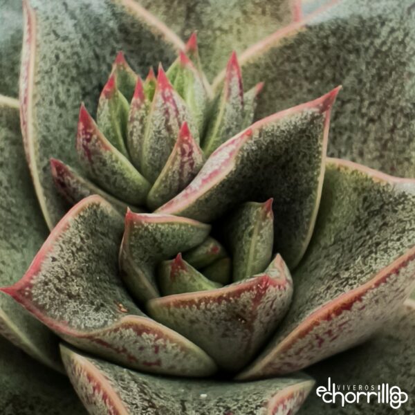 Echeveria purpusorum - Imagen 2