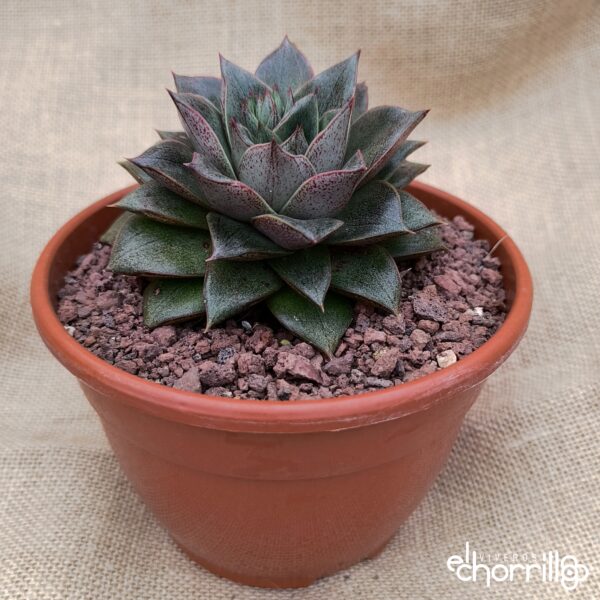 Echeveria purpusorum