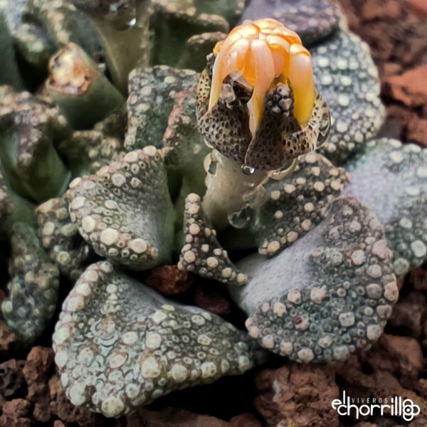 Titanopsis calcarea - Imagen 2