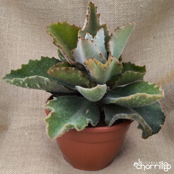 Kalanchoe beharensis