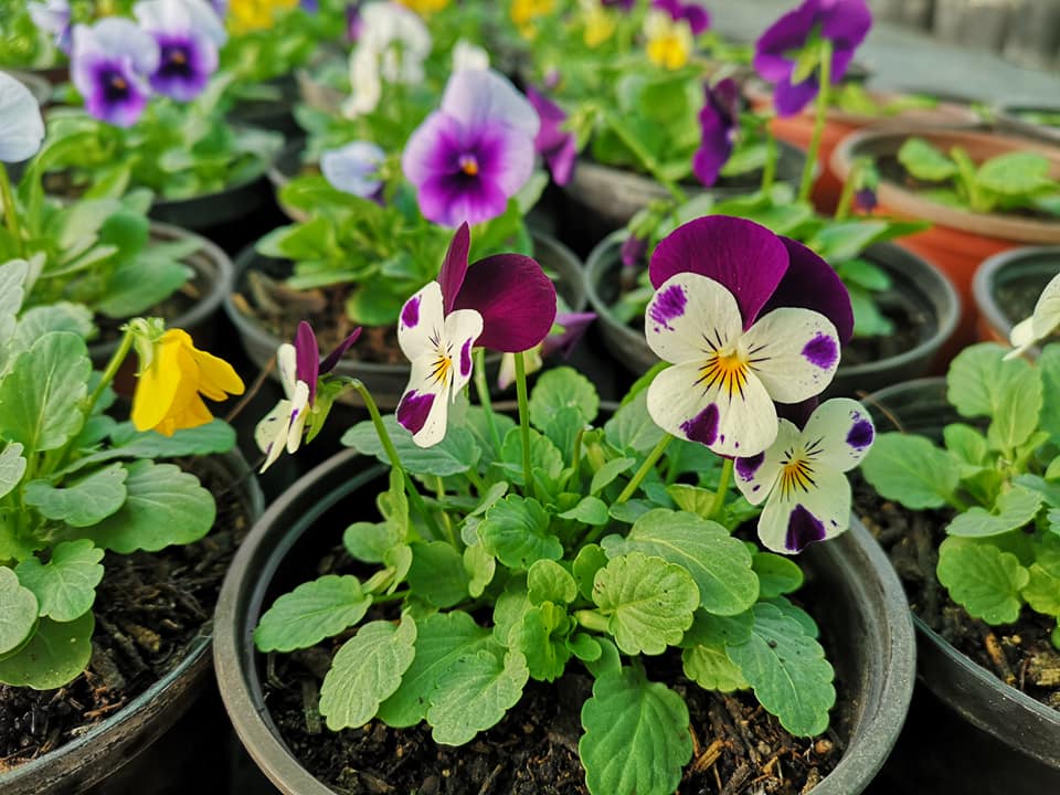 flores violas