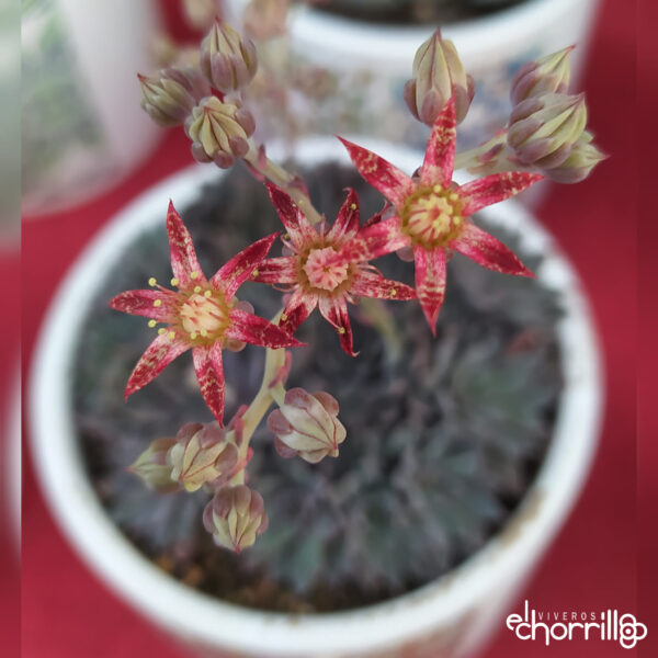 Graptopetalum rusbyi - Imagen 3