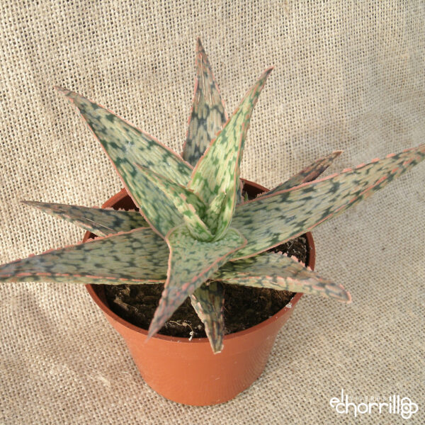 Aloe pink blush