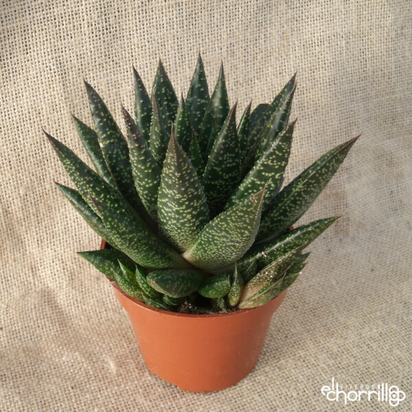 Gasteraloe