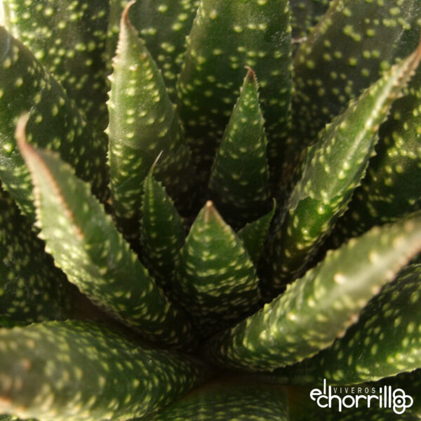 Gasteraloe - Imagen 2