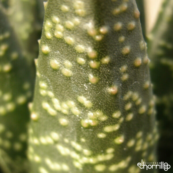 Gasteraloe - Imagen 3