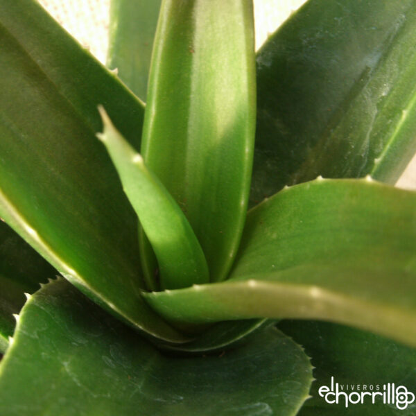 Aloe black gem - Imagen 2