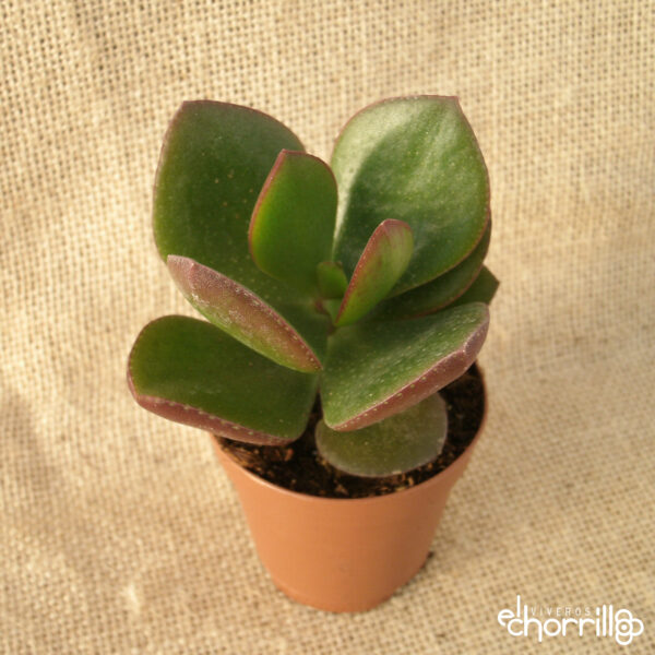 Crassula ovata