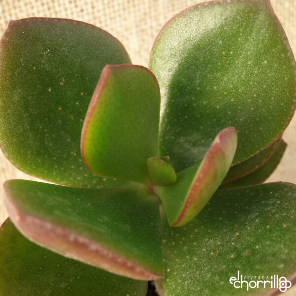 Crassula ovata - Imagen 2