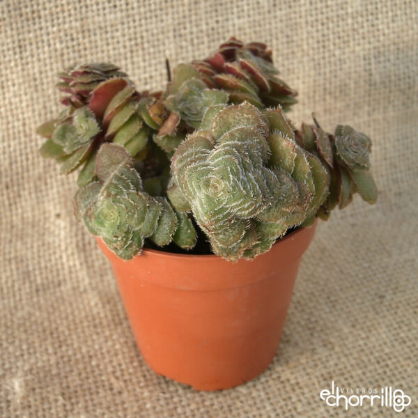 Crassula setulosa