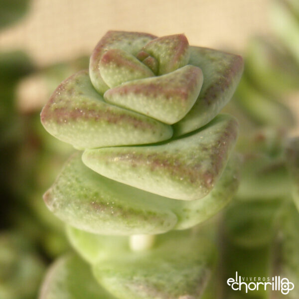 Crassula perforata - Imagen 2